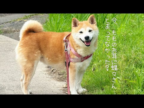 お耳に蝶々がとまってニッコニコ。ごきげんダッシュの１２歳　12 Years Old. Still Fast