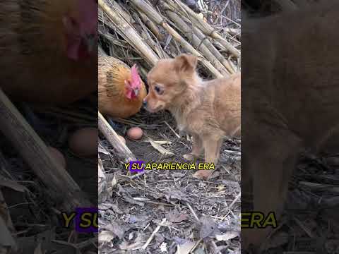 El cachorro piensa que el pato es su madre. #animals #pets #cute