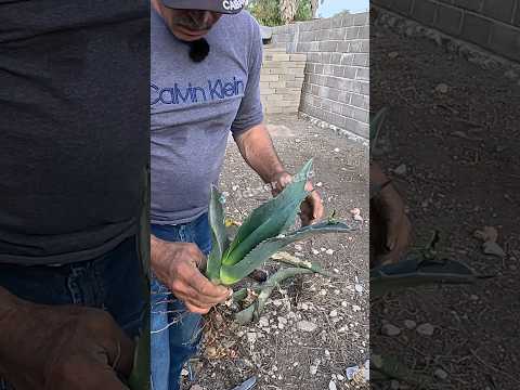 La cara del maguey