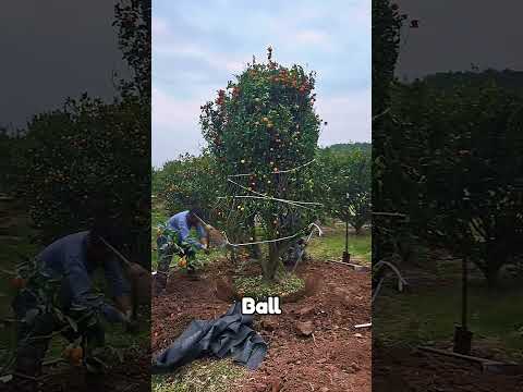 How They Move Giant Fruit Trees ๐ฒ