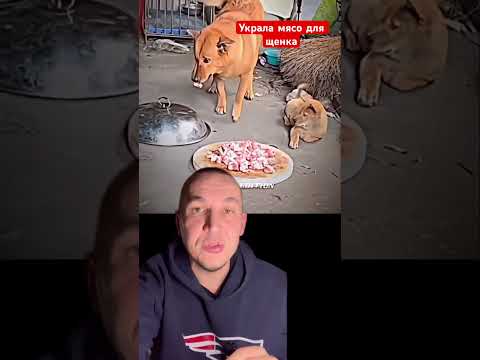 Собака украла мясо для своего щенка