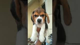 Top Beagle Puppy  Cute Puppy