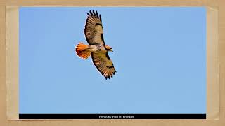 Animal Spirit Wisdom “Hawk”