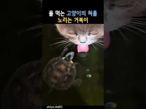 물 먹는 고양이의 혀를 노리는 거북이 #동물 #고양이 #거북이