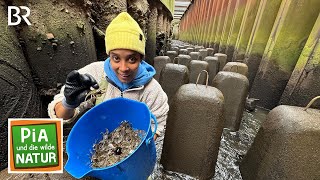 Elbmündung · Wo die Fische Treppen steigen | Reportage für Kinder | Pia und die wilde Natur | BR