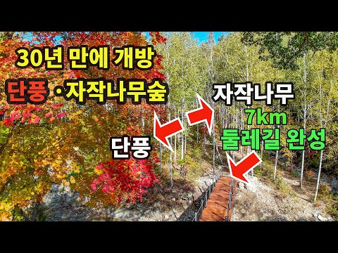 30년 만에 개방/7km 둘레길 개통/전기차 투어 가능/국내 유일 단풍·자작나무 숲/11월 초 단풍 절정