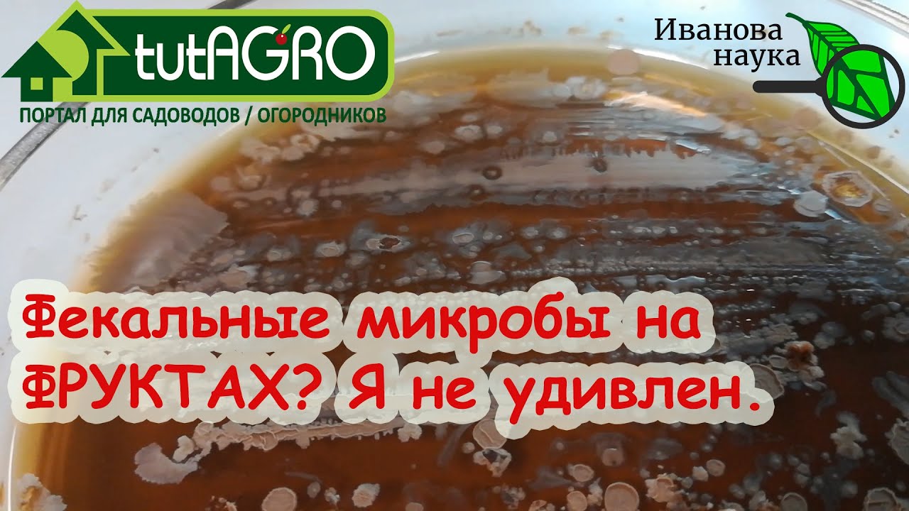 Фекалии, мокрота и слюна на овощах и фруктах из магазина. Как правильно мыть и чистить фрукты