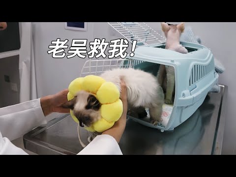 帶兩只病貓去診所復查，刚见面就看人家菊花，不太好吧？｜李喜猫