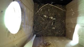 Live nestbox - Fledglings getting ready! | Great tit |  Slottet Micro Farm