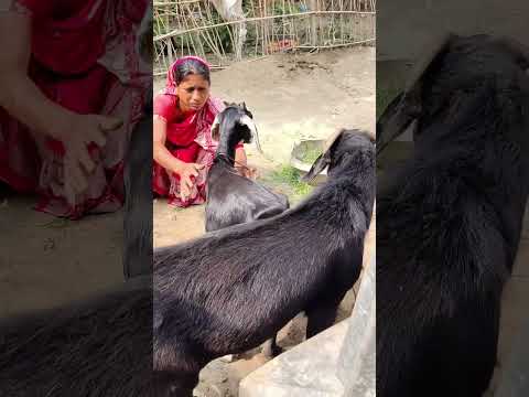 Wonderfull Goat Time In Morning #shorts long1 15Nov
