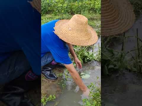 农村水沟设置捕鱼机关的收获 Harvesting by setting up fishing trap in rural gullies #fishing #fishtrip #fishingtrap