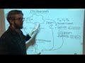 Photosynthesis and Cellular Respiration Concepts