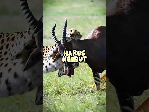 Kenapa Cheetah Harus Ngebut #short #shortvideo