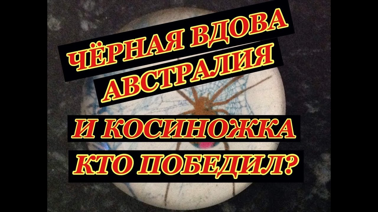 Где живут ядовитые пауки в австралии сиднее как выглядит опасный паук