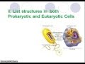Comparing Prokaryotic and Eukaryotic Cell Types