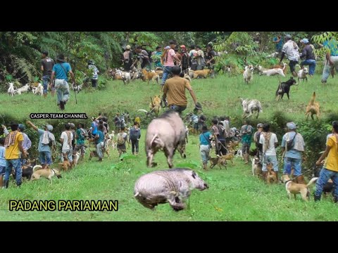 TR4G1S ⁉️ Ratusan Anjing dan Pemburu Membabi Buta || Berburu Babi di Kayu Tanam