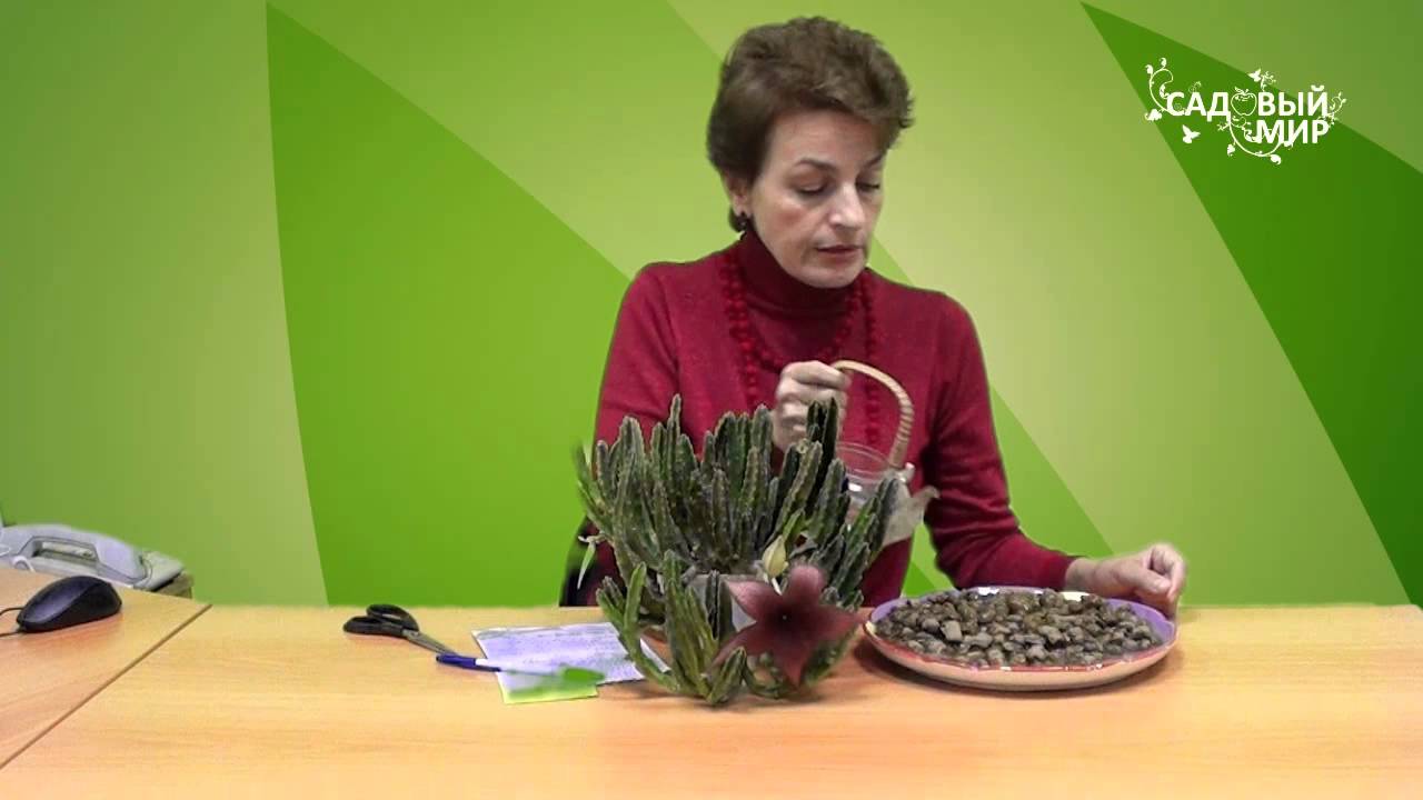 Необычные комнатные растения Стапелия