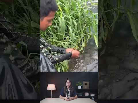 Ngư dân bắt được con cá nặng vài kg trên bãi cỏ #shorts #khampha #kienthuc #khoahoc #thegioikydieu