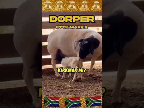 💥💰DORPER NEDEN ALTIN💰KADAR DEĞERLİ🔥#dorper #dorpersheep #koyunculuk #koyun #koyunkuzu #küçükbaş