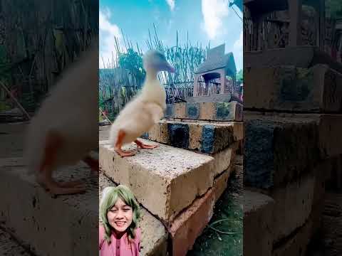 MELUNCUR #funny #animals