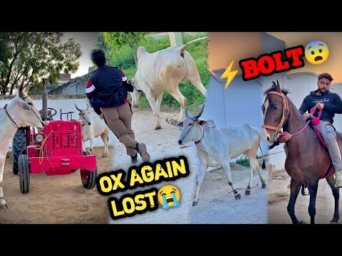 💔OX LOST AGAIN😰🥺Galti Se Humare SINGHAM Ki Tarah Ye Bail Bhi Bhaag Gya😨Socha Nahi Tha Bolt Aisa hoga