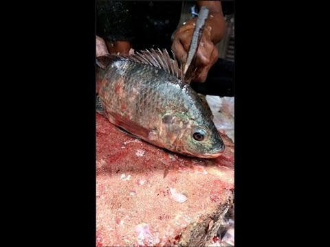 Tilapia Fish Cutting Skills Live #shorts