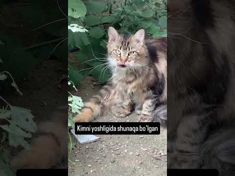 ‼️REKLAMA XIZMATI MAVJUD‼️