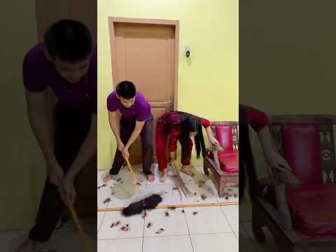 Kecoa dirumahku banyak