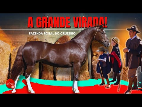 Criação de Cavalos Crioulos na Fazenda Rosal e o novo momento da Cabanha no cenário nacional.