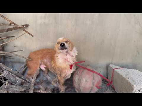 Tied and Forgotten for Years, He Spent His Life in Silence and Shadows Until Kindness Found Him!