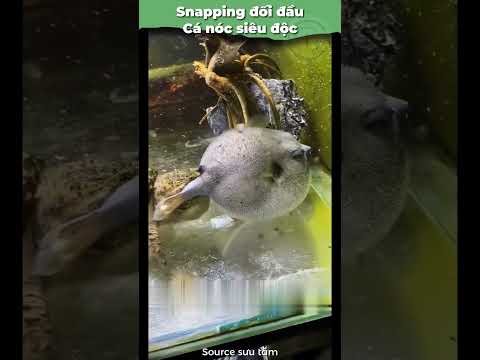 Rùa Snapping đối đầu cá nóc SIÊU ĐỘC #onhachoivoirua #nuoirua #ruacanh