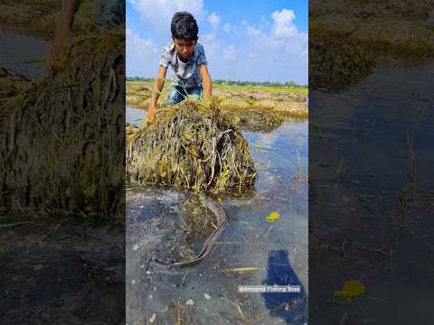 Search & Catching Big Fish in Search Big Crash Hole? Best Hand Fishing #fish #shortsvideo