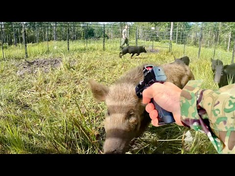 Trapping a SMART Pack of Hogs!