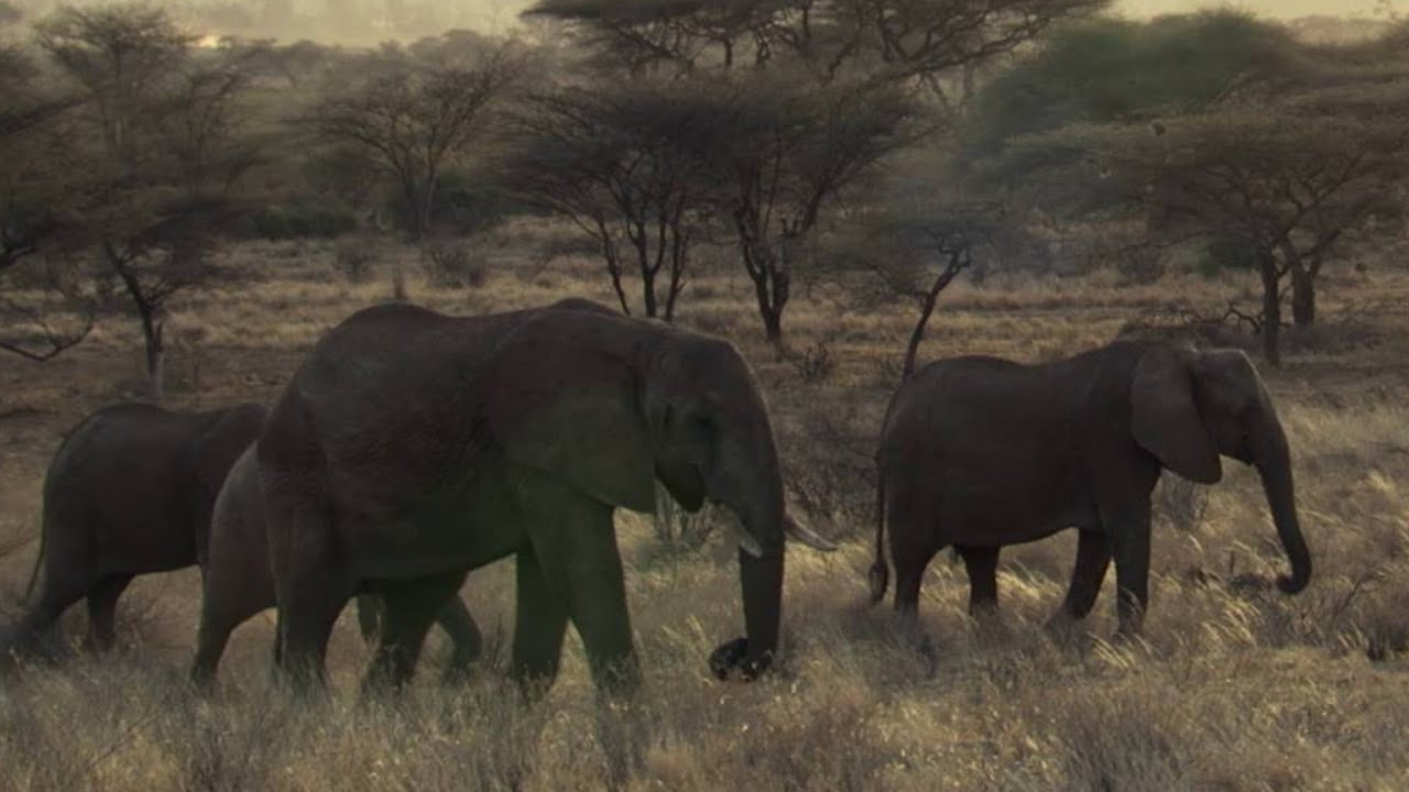 SHOCKING: Poachers Attack Wild Elephant in Kenya This Wild Life BBC