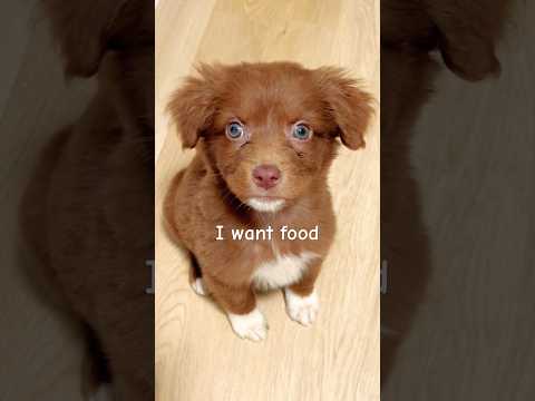 Always hungry 🤤😋 #dogshorts #puppylife #cutedog