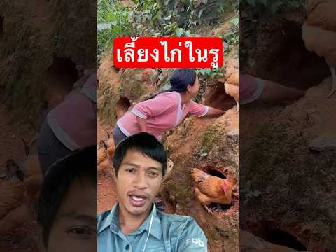 จีนเลี้ยงไก่ออร์แกนิคสุดเจ๋ง #shortvideo #farm #เกษตร