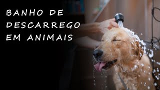 Banho de descarrego em Animais 🐕
