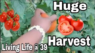 Season 2, Ep: 24 🎬 Huge Tomato Harvest Out Of The Garden | Free Groceries 