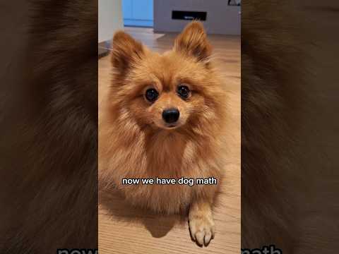 Dog Math Explained ? #shorts