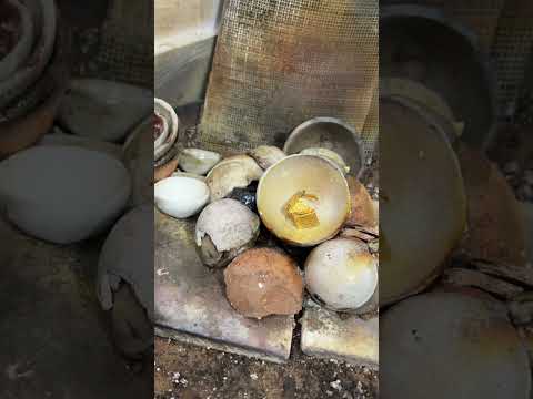 Gold galai #soniji #dukan #goldwork #vlog #jewellery #minivlog #gold #goldmelting