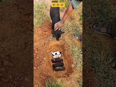 OMG! I really feel sorry for this dog mom?
