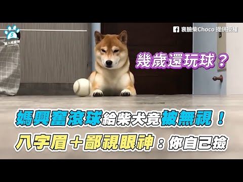 【媽興奮滾球給柴犬竟被無視！ 八字眉＋鄙視眼神：你自己撿】｜FB / 衰臉柴Choco