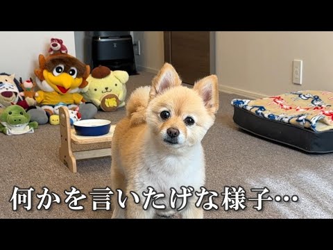 愛犬とアラサー男の何気ない平和な日常がこちら