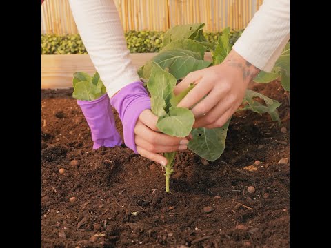 Hacks for a Lush and Healthy Garden 🌱🌿