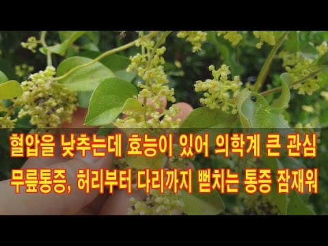 혈압을 낮추는데 도움이 된다고 해서 약학계에서 큰 관심! 무릎통증, 허리부터 다리까지 뻗치는 통증까지 잠재워