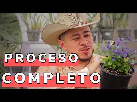 Como Germinar Pensamientos || Proceso Completo hasta Floración