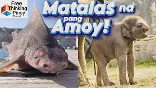 Part 2 Pinaka MALAKAS na PAKIRAMDAM: Shark, Snake & Elephant | SUPER SENSES