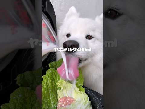 ロール白菜のヤギミルク煮込みつくったら爆食してくれました！