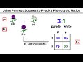 Exploring Mendelian Genetics and Punnett Squares