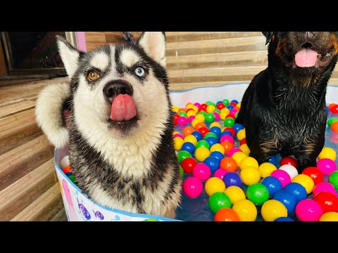 Husky not like other Dogs || #dog #reviewreloaded #short #husky #rottweiler